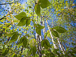 Click to see Y-JG-E-M1-III-PAN-9MM-F1-7-9490-MOD.JPG