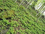 Click to see Y-JG-E-M1-III-PAN-9MM-F1-7-9791-SHARP-BR-CORNER-F8.JPG