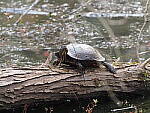 Click to see Y-WB-FT-P3113205.JPG