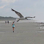 Click to see YA10059-EDIT.JPG