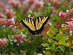 Click to see YG10269.JPG