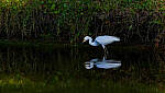 Click to see Y-DP-0352-edt.jpg