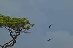 Click to see Y-DP-0581.JPG
