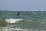 Click to see Y-DP-0621.JPG