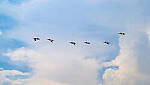 Click to see Y-DP-10011-edt.jpg