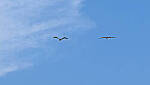 Click to see Y-DP-10031-edt.jpg