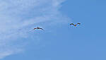 Click to see Y-DP-10032-edt.jpg