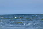 Click to see Y-DP-10068.JPG