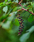 Click to see Y-DP-85mm-1221-EDT.JPG