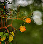 Click to see Y-DP-85mm-1403-EDT.JPG
