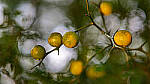 Click to see Y-DP-85mm-1413-EDT.JPG