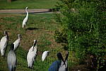 Click to see Y-DP-P1011068.JPG